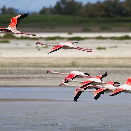 Le De Lolivier En Provence * Aramon