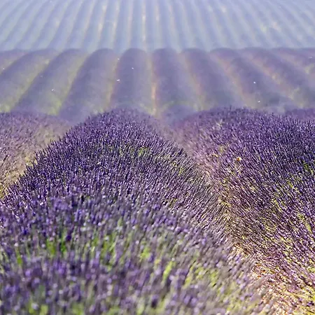 Le De Lolivier En Provence Aramon