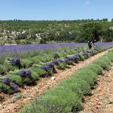 Le De Lolivier En Provence Holiday home *
